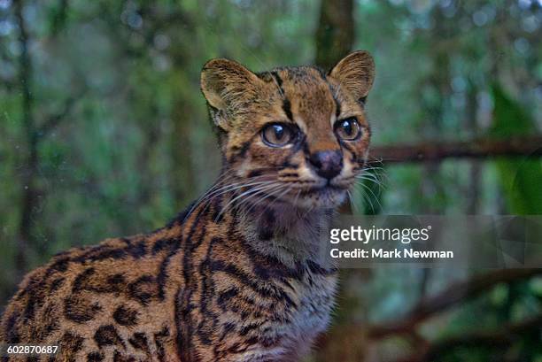 margay - margay stock pictures, royalty-free photos & images