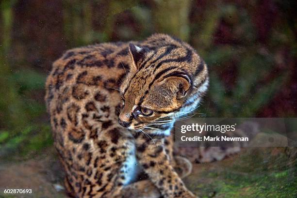 margay - margay stock pictures, royalty-free photos & images