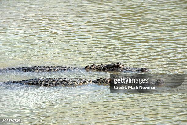 Two Alligators 773 Two Alligators Stock Photos, High-Res Pictures, and Images - Getty ...