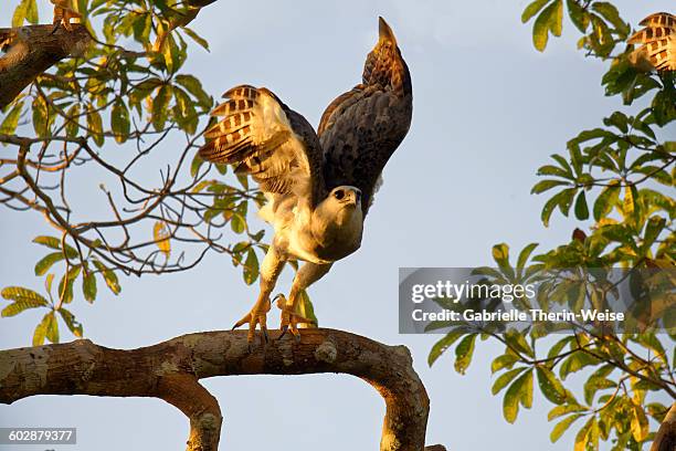 harpy eagle - harpy eagle stock-fotos und bilder