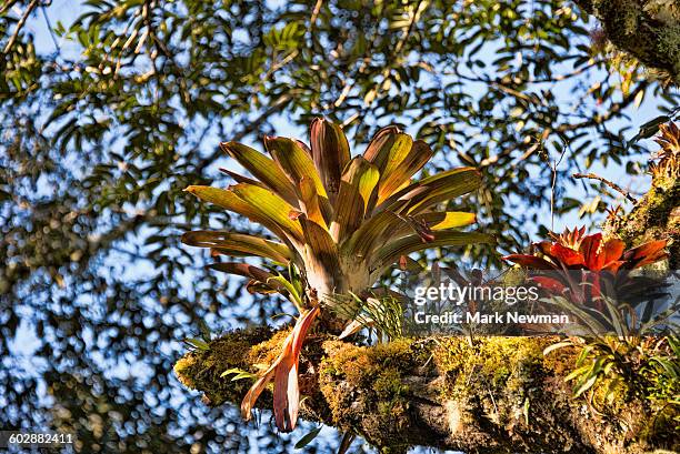 bromelia - epiphyte stock pictures, royalty-free photos & images