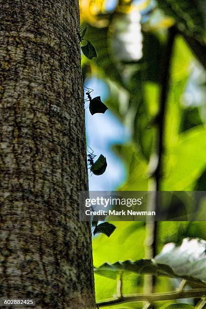 leafcutter ants carrying leaves - leaf cutting ants stock pictures, royalty-free photos & images
