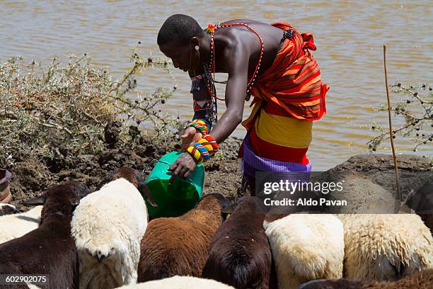 kenya, nanyuki, samburu tribe of kisargei - nanyuki stock pictures, royalty-free photos & images