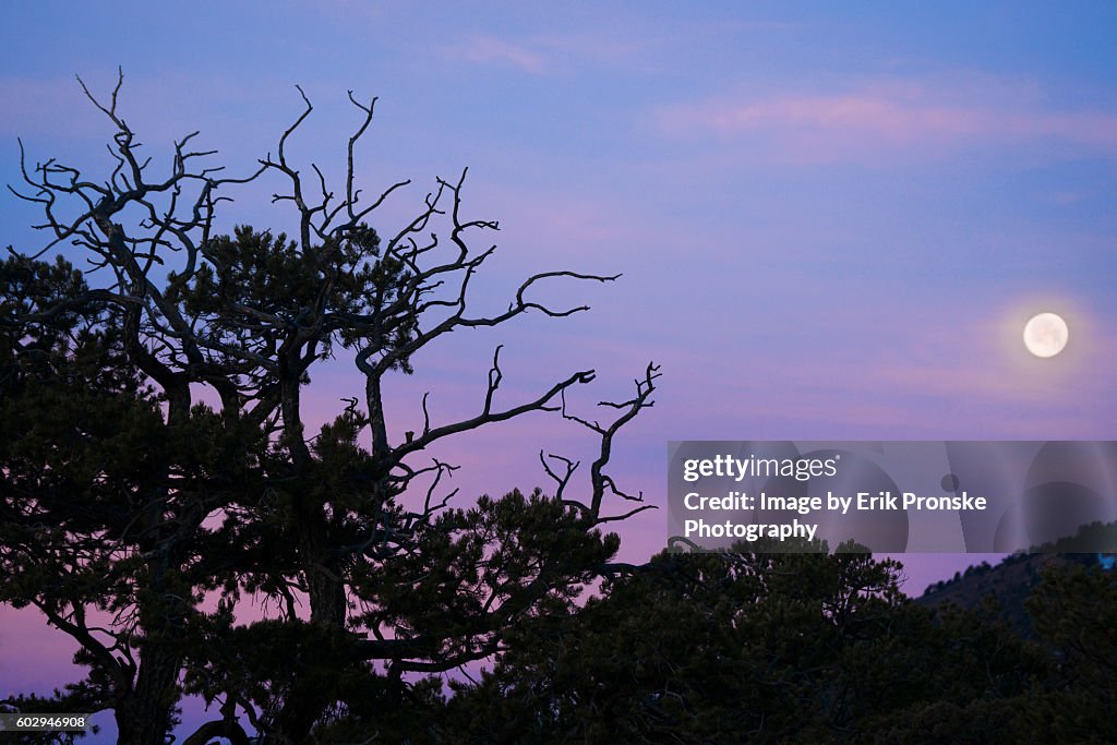 Setting Moon at Dawn