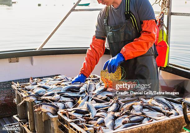 usa, maine, st. george, fisherman packing fish - pêcheur photos et images de collection