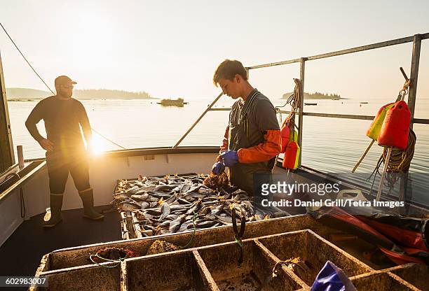 usa, maine, st. george, two fishermen working on boat - commercial fisheries stock pictures, royalty-free photos & images