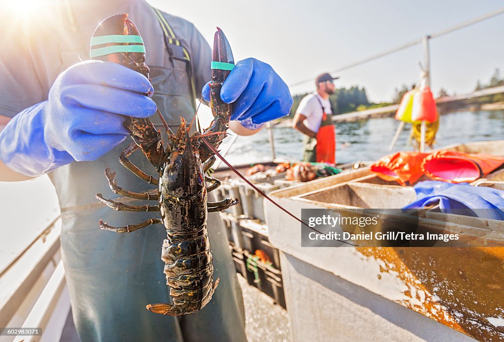 USA, Maine, St. George, Man showing lobster with fisherman in background