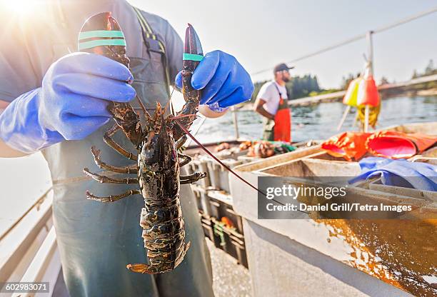 usa, maine, st. george, man showing lobster with fisherman in background - hummerkorb stock-fotos und bilder