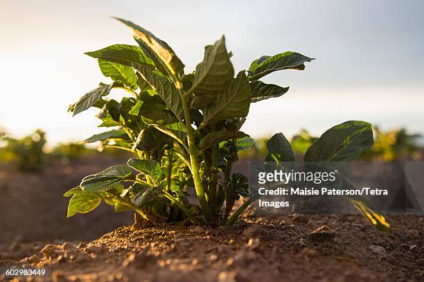 usa, colorado, close up of plant growing in field - patata fotografías e imágenes de stock