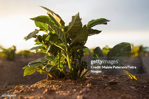 usa, colorado, close up of plant growing in field - a potato stock pictures, royalty-free photos & images