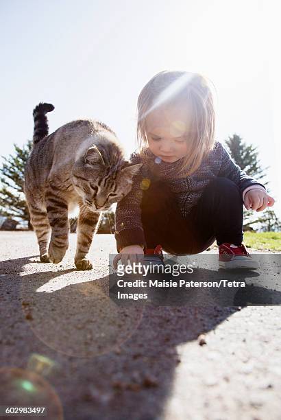 usa, colorado, crouching girl (2-3) and cat - crouching cat stock-fotos und bilder