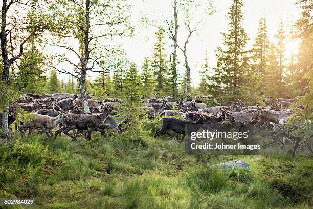 herd of svalbard reindeer - kudde stockfoto's en -beelden