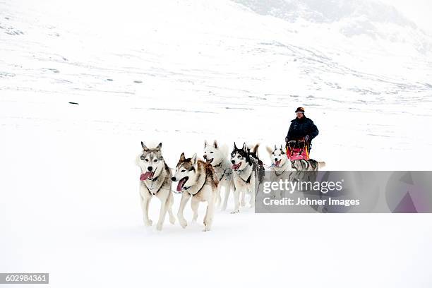 dogs pulling sleigh - シベリアンハスキー ストックフォトと画像