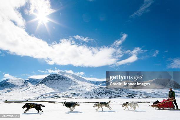 dogs pulling sleigh - chien de traineau photos et images de collection