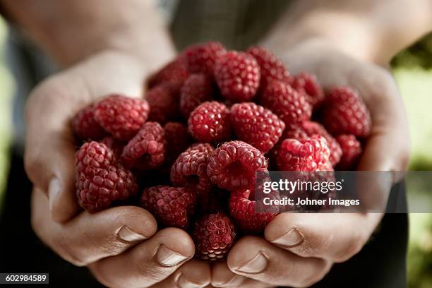 raspberries. - hallon bildbanksfoton och bilder