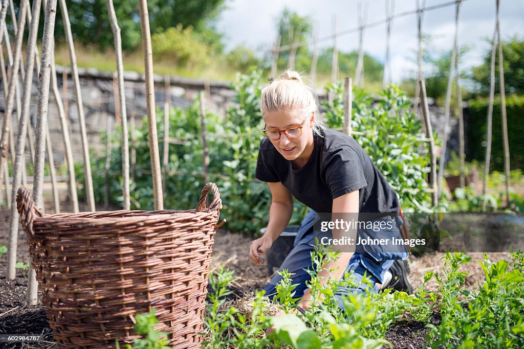 Young woman working in garden
