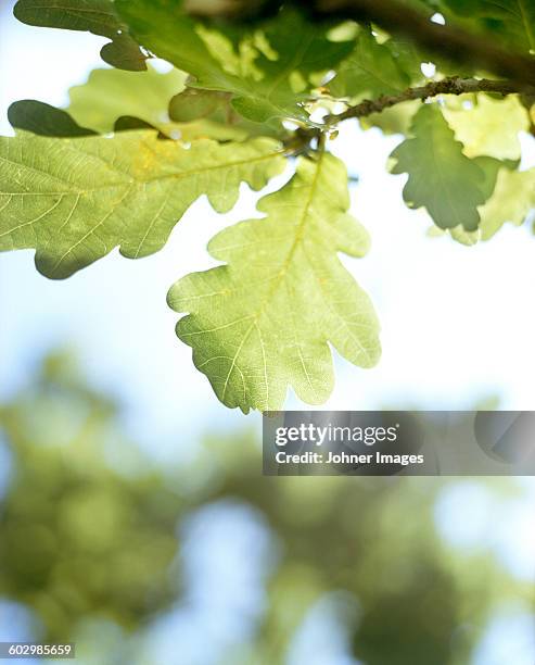 oak leaves, close-up - oak leaf stock pictures, royalty-free photos & images