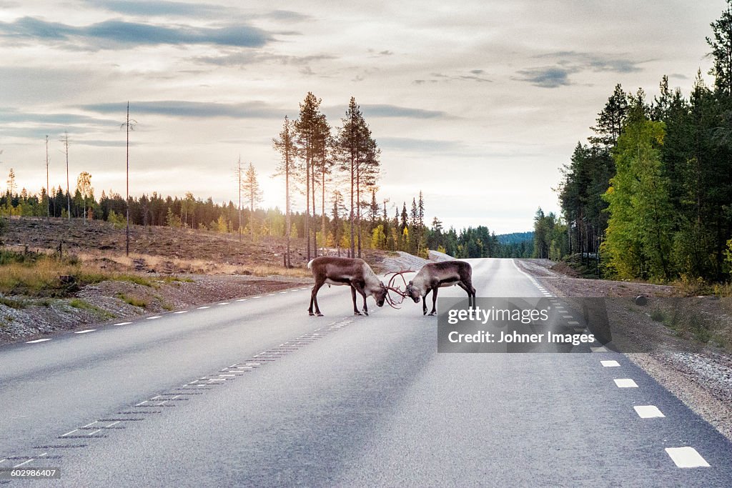 Reindeer on road
