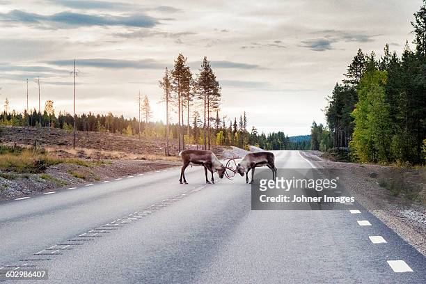 reindeer on road - country road stock pictures, royalty-free photos & images