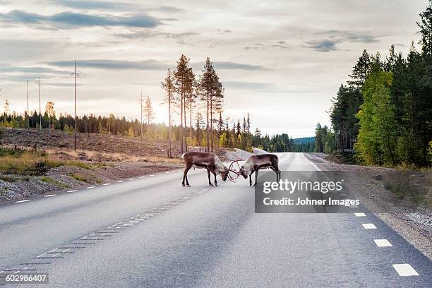 reindeer on road - swedish lapland bildbanksfoton och bilder