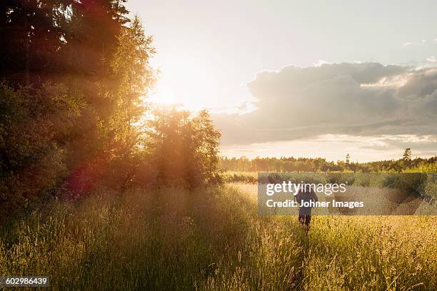 hunter walking through meadow - jager stockfoto's en -beelden