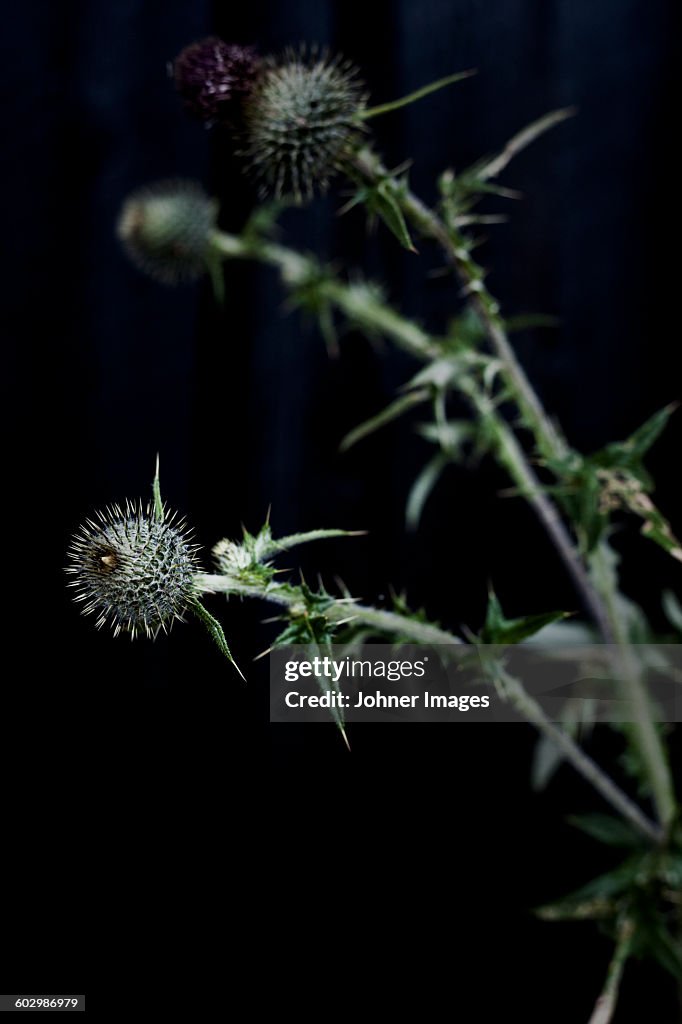 Close up of thistle