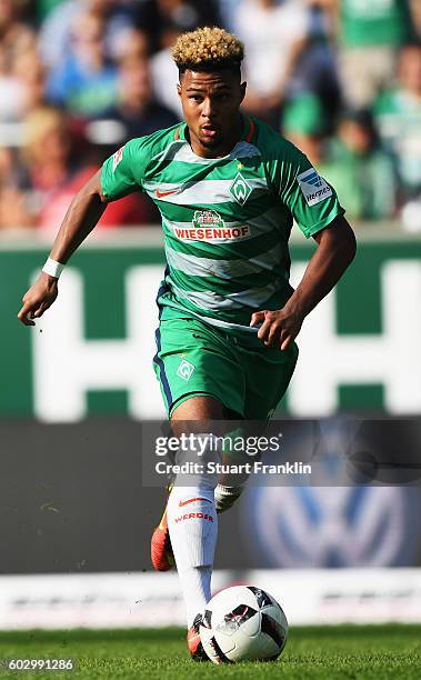 Serge Gnabry of Bremen in action during the Bundesliga match between Werder Bremen and FC Augsburg at Weserstadion on September 11, 2016 in Bremen,...