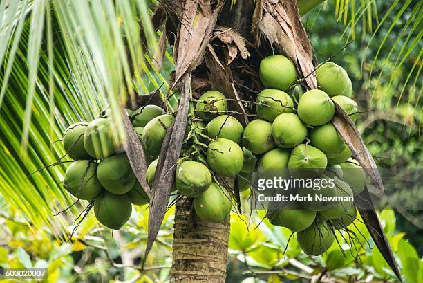 coconuts in tree - coconut bildbanksfoton och bilder