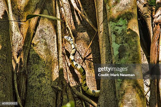 oriole snake - chicken snake - fotografias e filmes do acervo