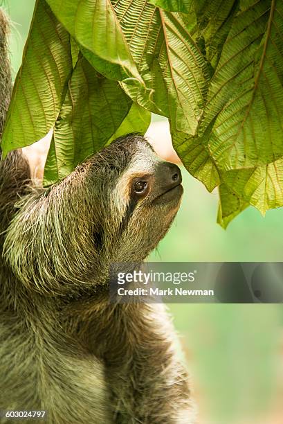 three-toed sloth - three toed sloth stock pictures, royalty-free photos & images