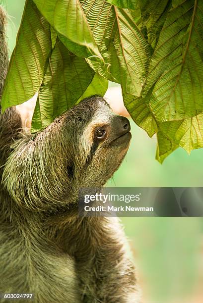 2,293 Images Of Sloths Stock Photos, High-Res Pictures, and Images ...