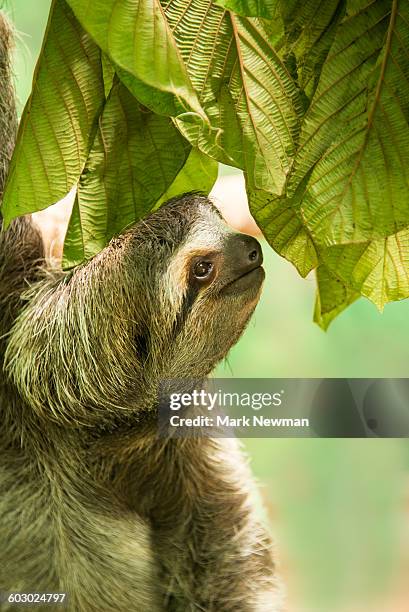 three-toed sloth - bicho preguiça - fotografias e filmes do acervo