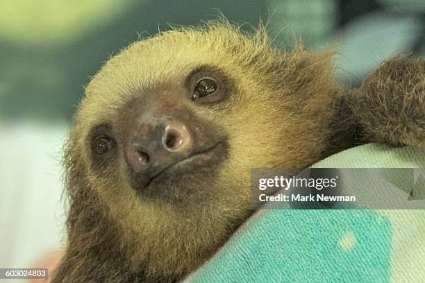 baby two-toed sloth - hoffmans two toed sloth stock pictures, royalty-free photos & images