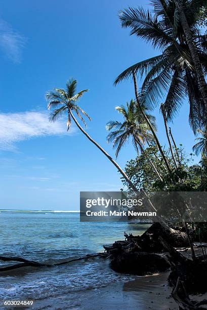 palm trees on coast - cahuita stock pictures, royalty-free photos & images