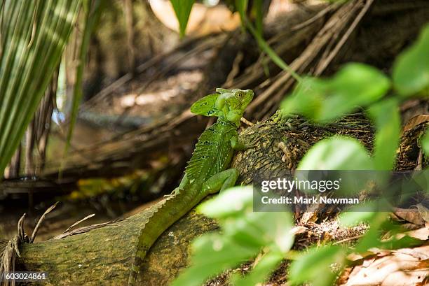 Li Lizard 37 Lizard That Runs On Water Stock Photos, High-Res Pictures, and ...
