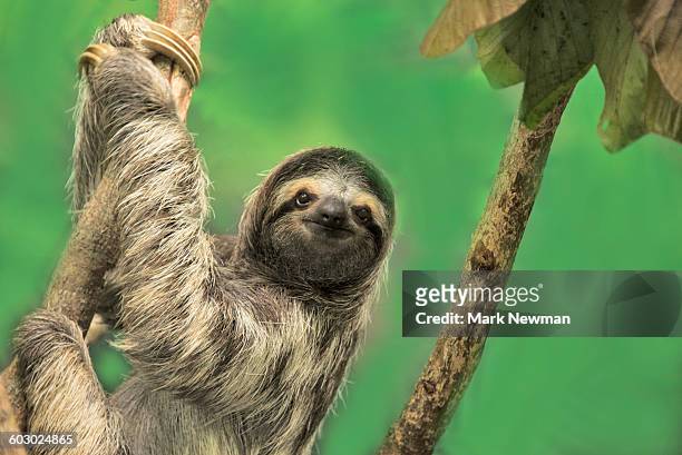 three-toed sloth - faul stock-fotos und bilder