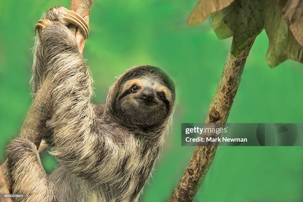 Three-toed Sloth