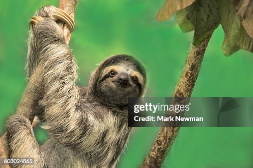 Beiber Sloth Three Toed Sloth Silhouette