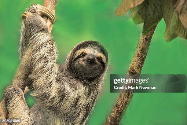 three-toed sloth - costa rica stock pictures, royalty-free photos & images