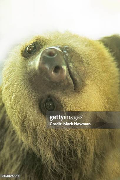 baby two-toed sloth - hoffmans two toed sloth stock pictures, royalty-free photos & images