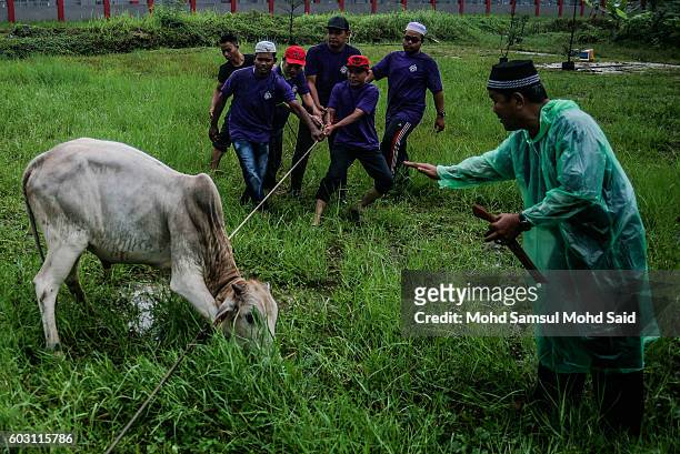 Muslims prepare cattle before the start of the slaughter to celebrate Eid after offering the Eid al-Adha prayers on September 12, 2016 in Shah Alam,...