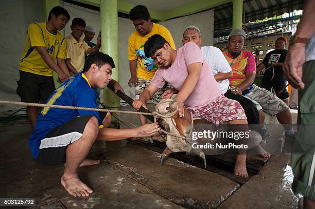 Thai Muslim man sits on top of a cow as it is slaughtered and the meat distributed to the poor during Eid al-Adha in Bangkok, Thailand on September...