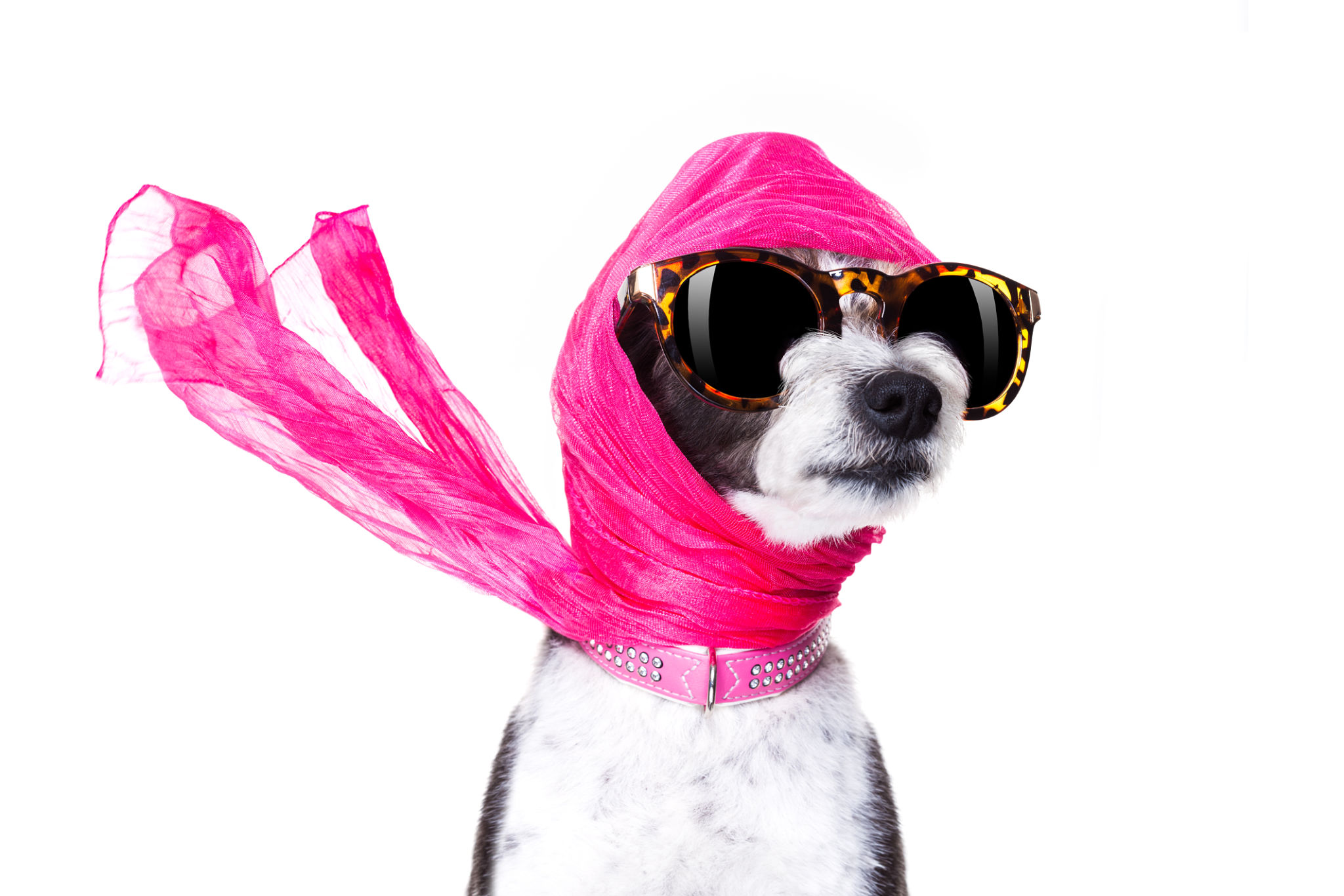 fashionable pets