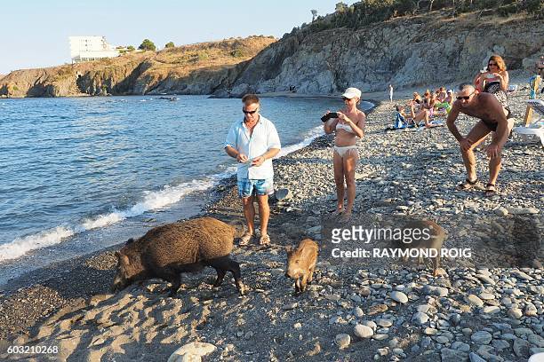 Wild boar and her piglets arrive on a beach to cool off in sea water whilst people sunbath on September 12, 2016 in Cerbere, southwestern France. /...