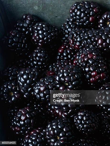 blackberries freshly picked - 5 am tag stock-fotos und bilder