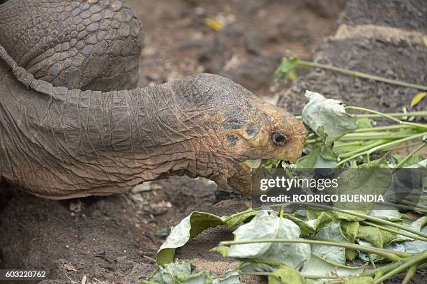 Diego, a tortoise of the endangered Chelonoidis hoodensis subspecies from Española Island, is seen in a breeding centre at the Galapagos National...