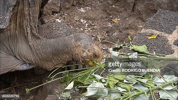 Diego, a tortoise of the endangered Chelonoidis hoodensis subspecies from Española Island, is seen in a breeding centre at the Galapagos National...