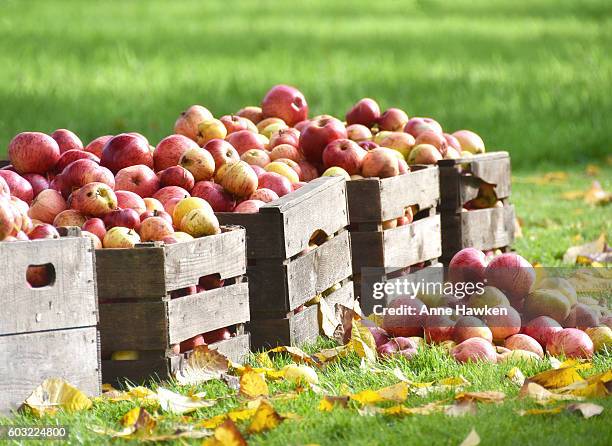 apple harvest - apple harvest stock pictures, royalty-free photos & images