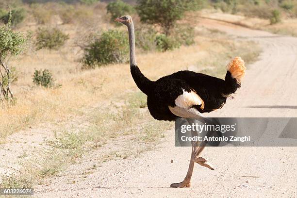 ostrich standing on savana - ostrich ストックフォトと画像