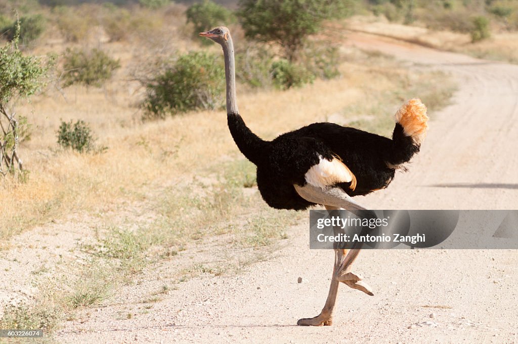 Ostrich standing on Savana